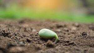 What Is Simbramento? Easy Seed Growing Guide Today